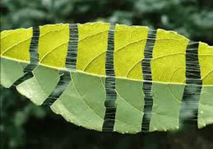 Eucommia 잎 추출물
