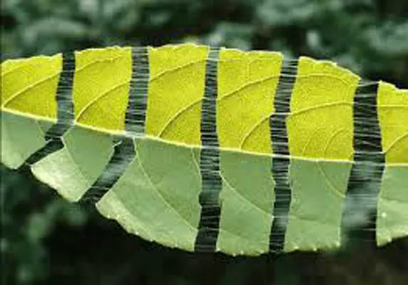 Eucommia 잎 추출물
