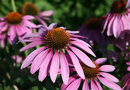 Echinacea 전체/컷/분말/추출물