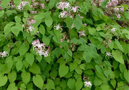 Epimedium 컷/추출물