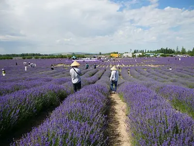 중국 북서부의 화려한 라벤더 농장, 새로운 작물 수확은 일주일 이내에 곧 시작됩니다.