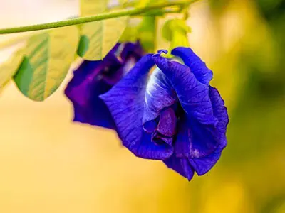 식품 산업을위한 주요 이정표-Fda는 나비 완두콩 꽃에서 천연 블루 식품 색상을 승인합니다.