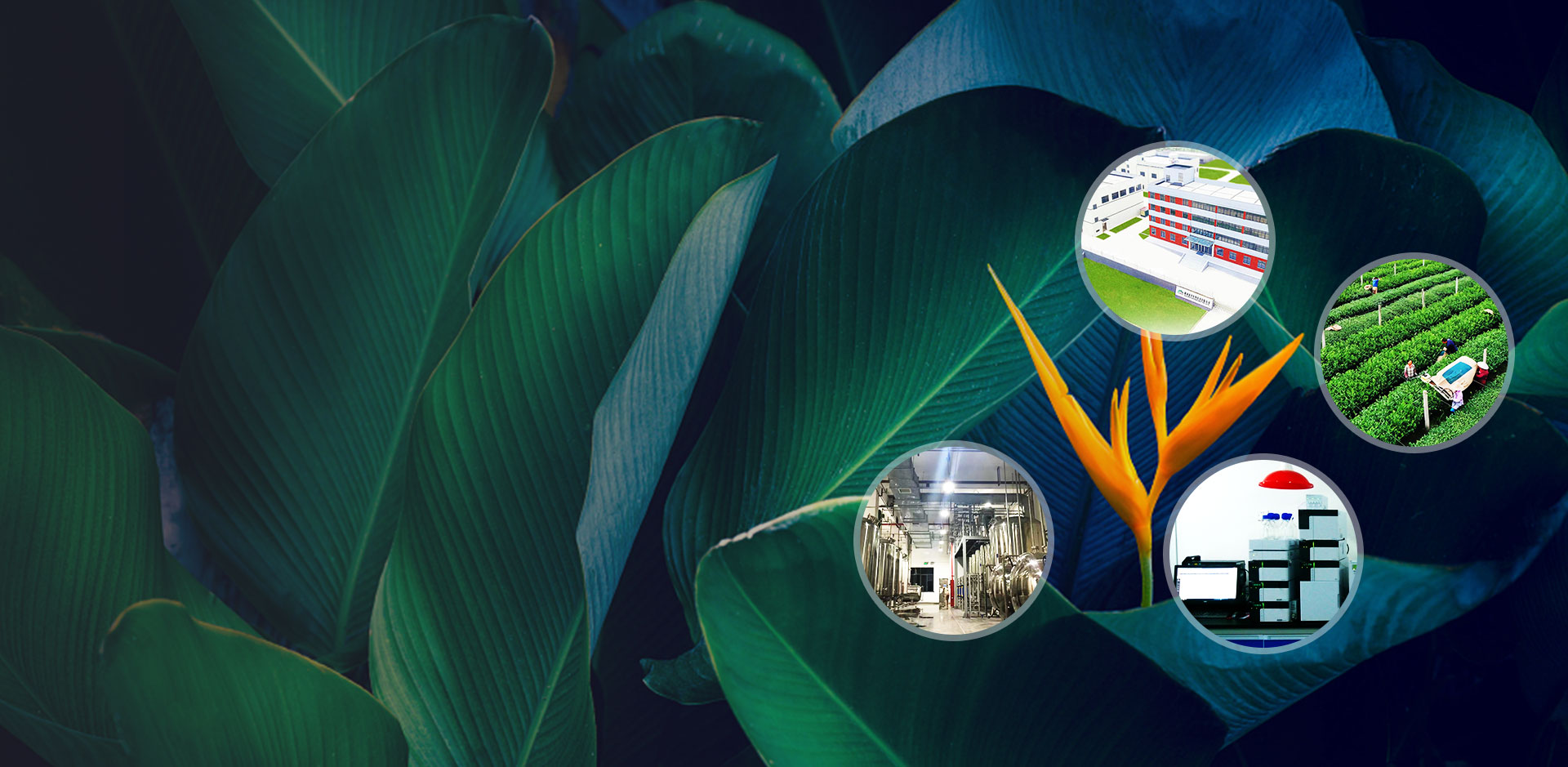 천연 성분의 전문 제조 업체