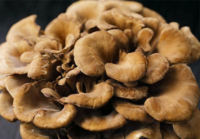 Maitake 버섯 추출물의 면역 강화 혜택 및 기타 약초 보충제와의 상호 작용 탐색