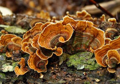 Trametes 추출물의 놀라운 건강 혜택 발견