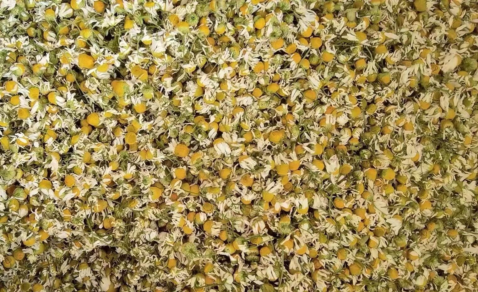 Botanical Extract Company Chamomile