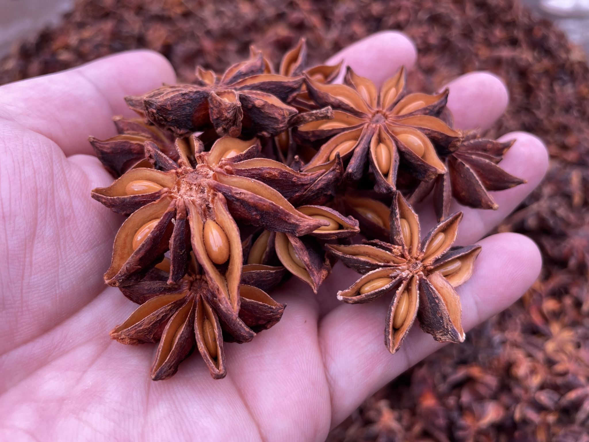 Star Anise Whole