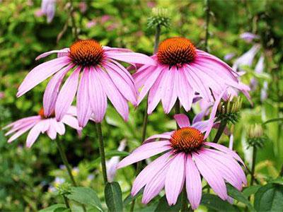 Echinacea 파우더의 과학 및 건강 혜택 탐색