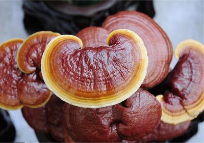 Reishi 추출물의 영양 가치