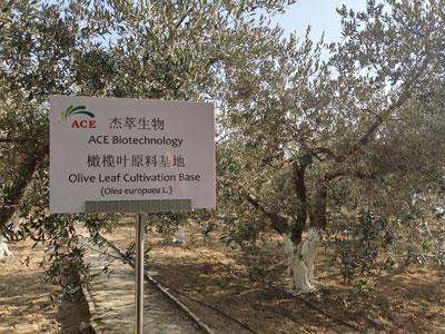 올리브 나무가 중국에서 재배되기 시작한 방법?