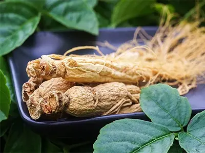 Panax 인삼 추출물의 적용 범위와 기능