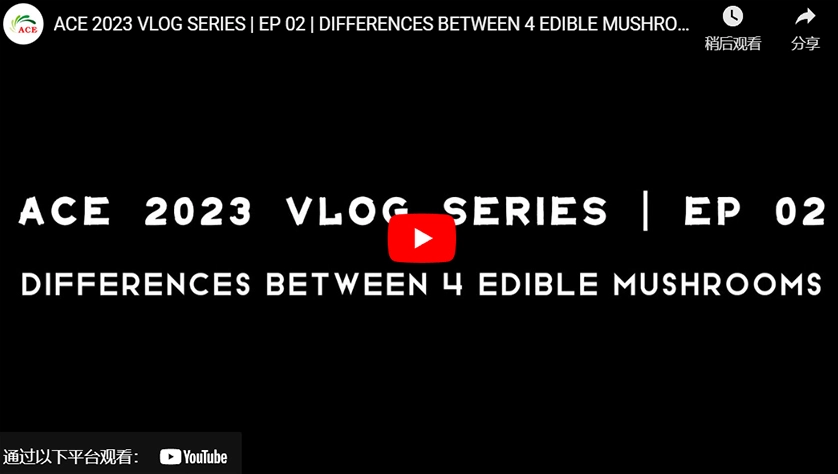 에이스 2023 VLOG 시리즈 | EP 02 | 4 에디블 뮤직의 차이