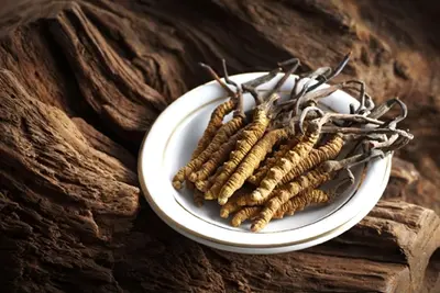 에너지와 체력 증진: Cordyceps Sinensis 추출물이 도움이 될 수있는 방법