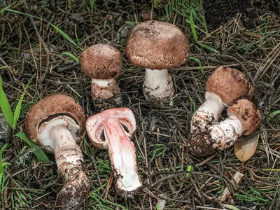 Agaricus 추출물이 인체에 미치는 영향은 무엇입니까?